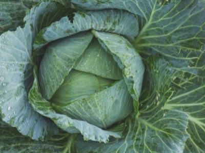 절임배추 양념 레시피