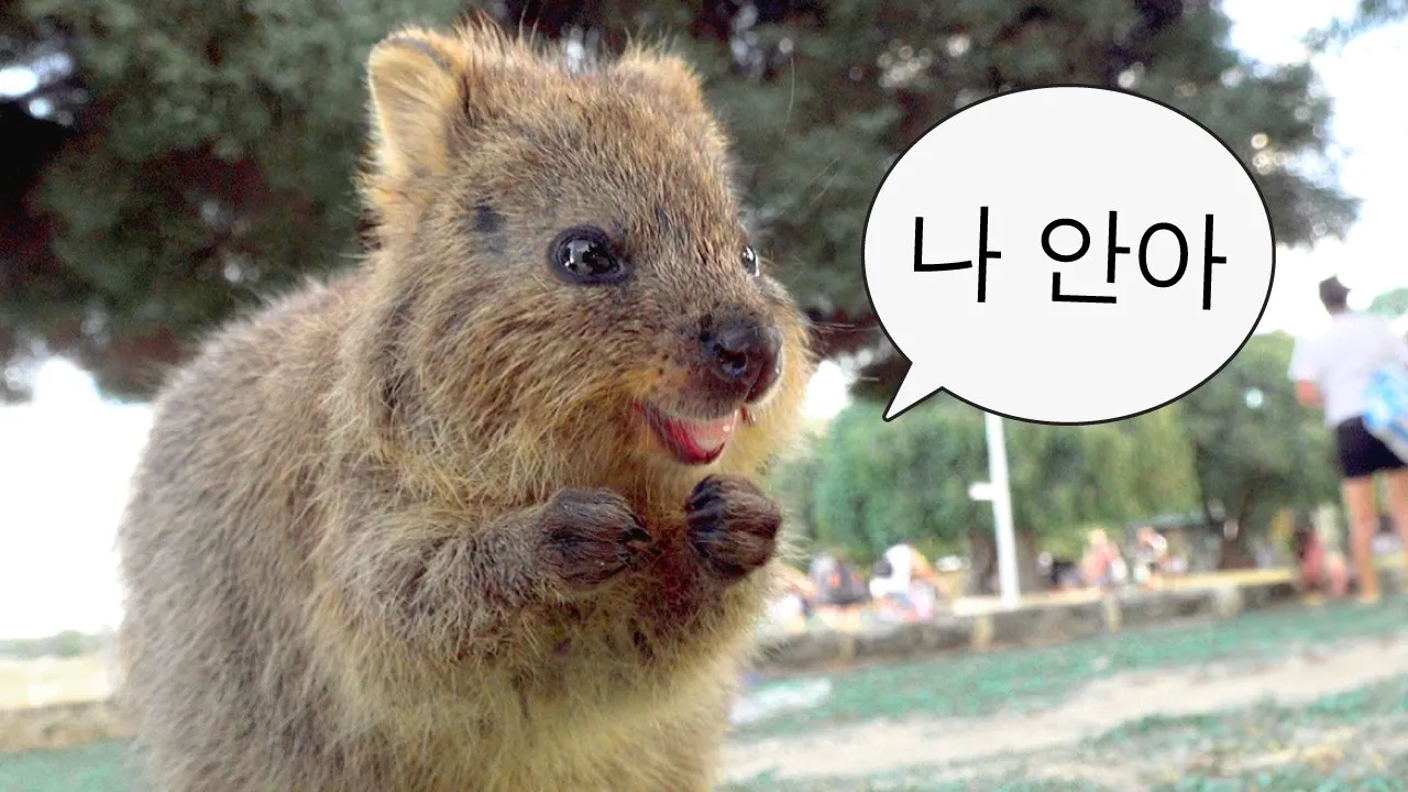 쿼카 웃는 동물 행복한 동물 특징 성격_3