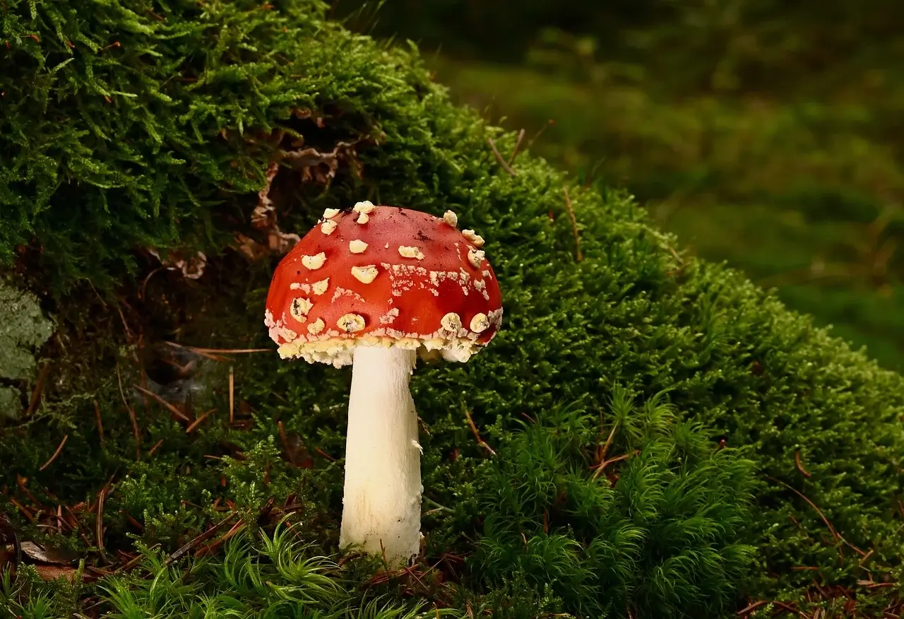 암 환자 회복기에서 자기 통제력이 오히려 독이 되는 이유