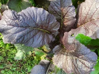 갓 재배 직파 재배 빠른 수확 잎 따기_6