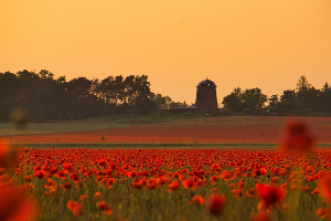 하동 북천 꽃양귀비 축제