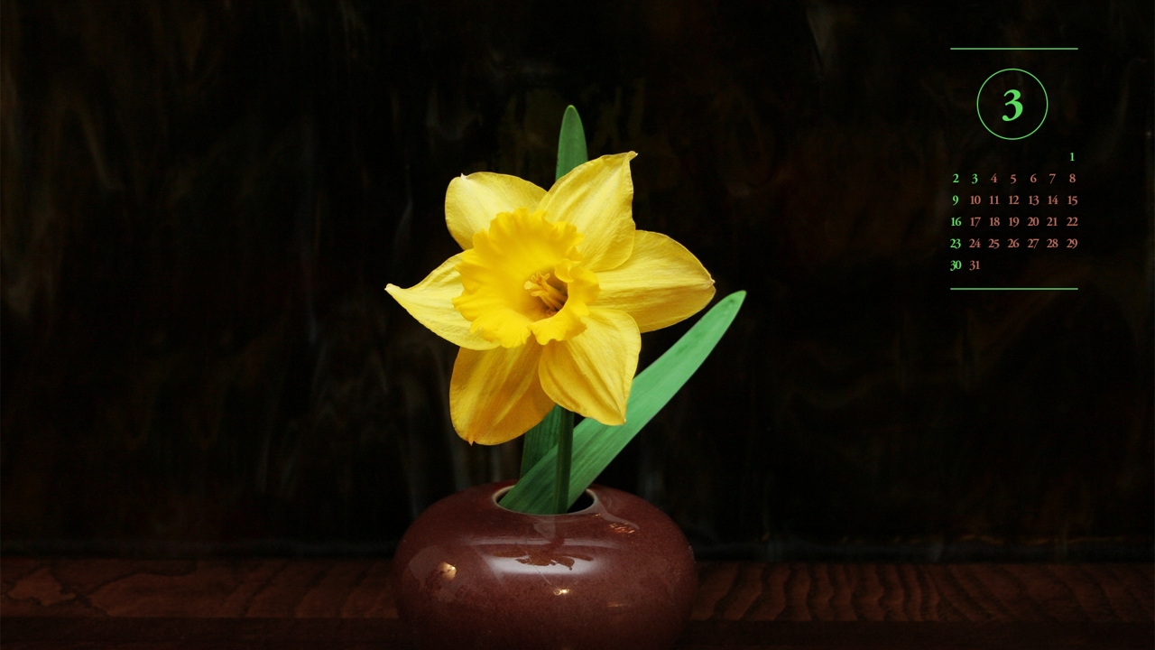 10 노란색 수선화 한송이 검정배경 A - 2025년3월 노트북배경화면