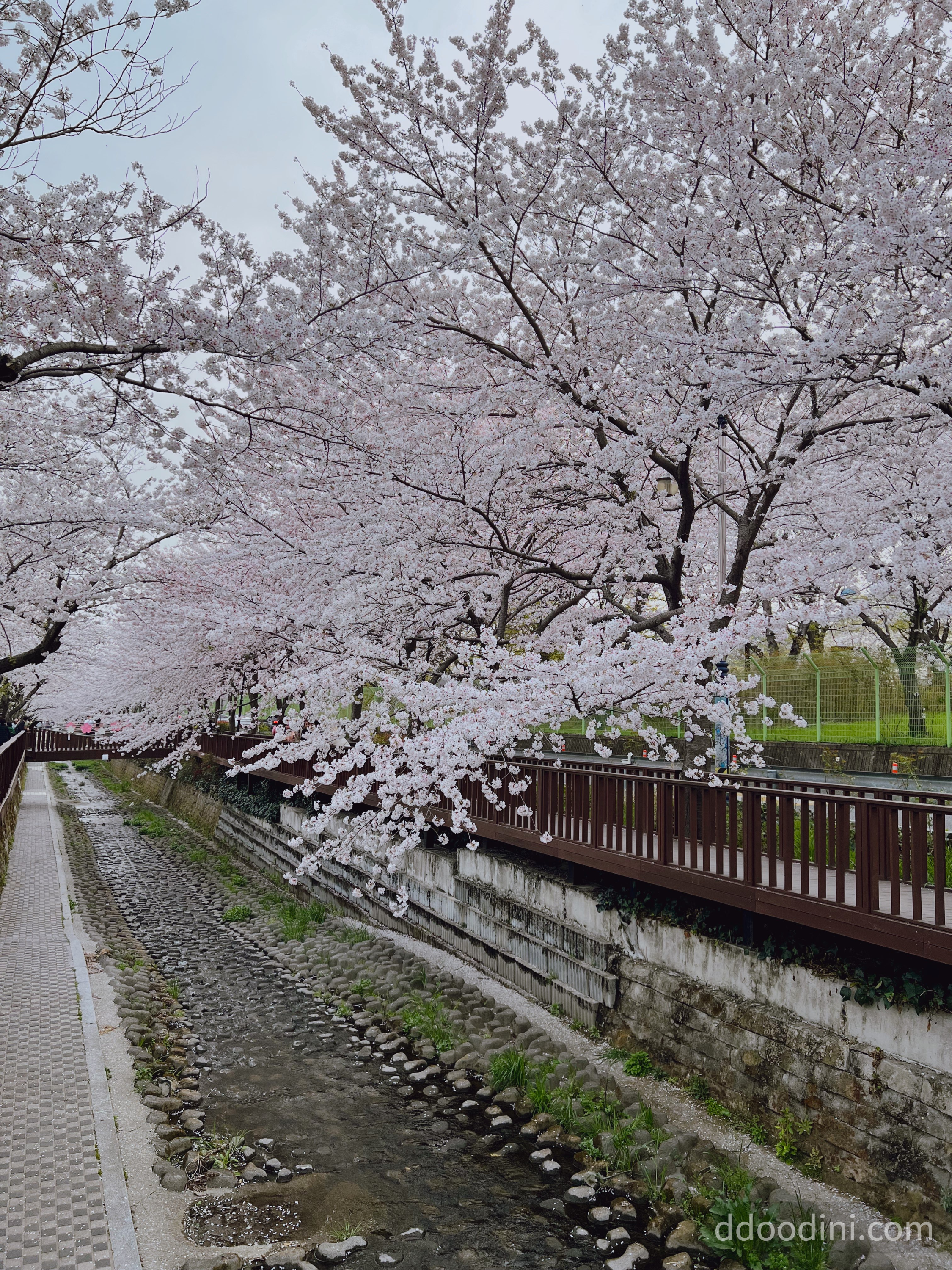 다강지로그 진해군항제 벚꽃사진