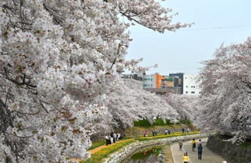울산 벚꽃