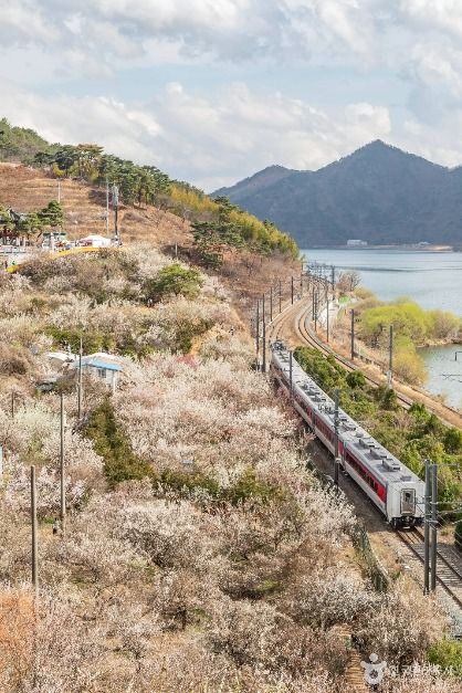 양산 원동 순매원 : 철길과 낙동강, 그리고 매화가 만나는 곳
