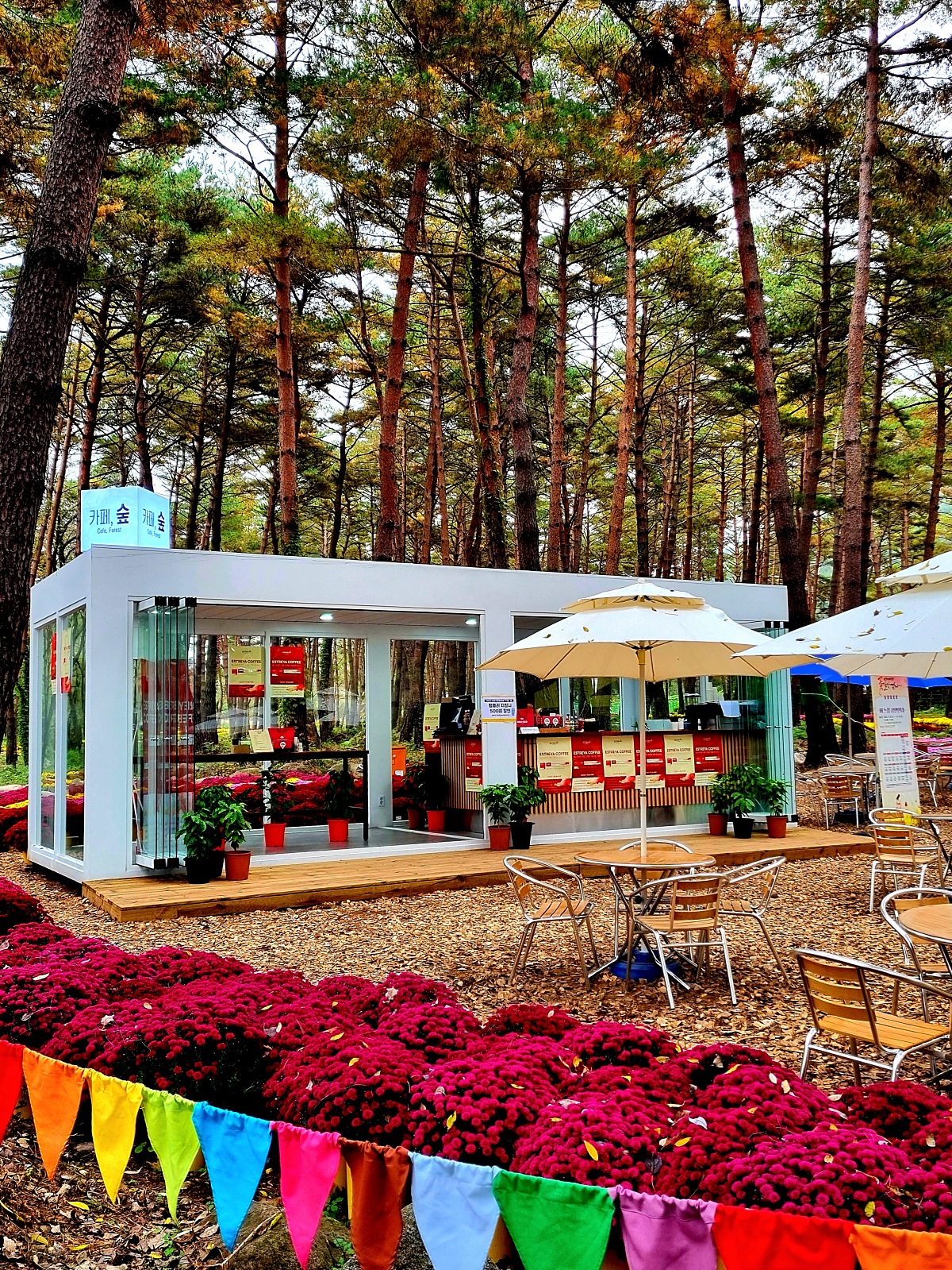 다시 찾아간 2024 인제 가을꽃축제: 국화, 야생화, 수변산책로, 숲 속 꽃길의 매력