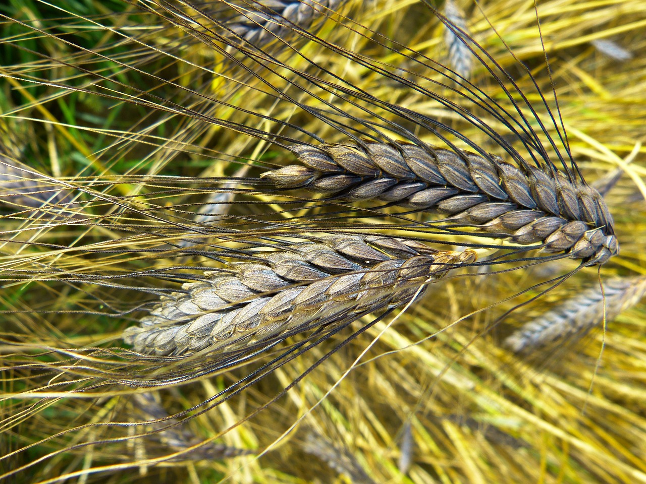 파로(Farro)