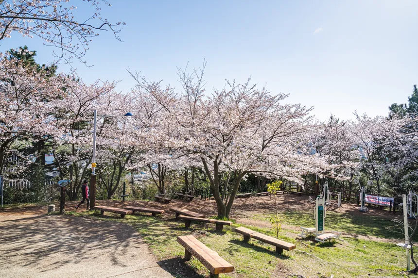 벚꽃 아래 벤치와 운동기구가 어우러진 도두봉 쉼터