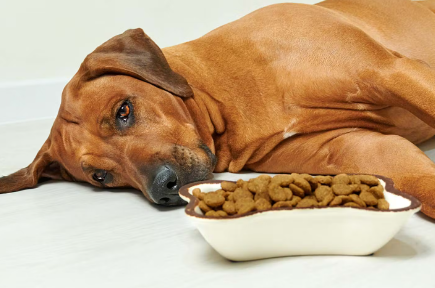 밥을 먹지 않는 개