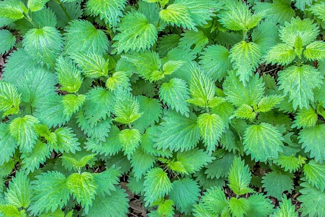 쏘는 쐐기풀(Stinging Nettles) 사진