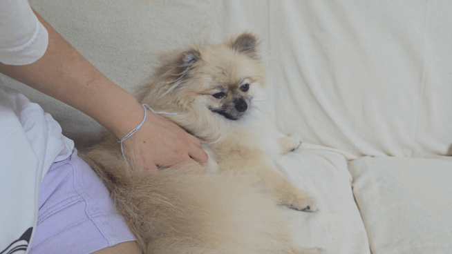 강아지 쓰다듬기를 멈추면 일어나는 일