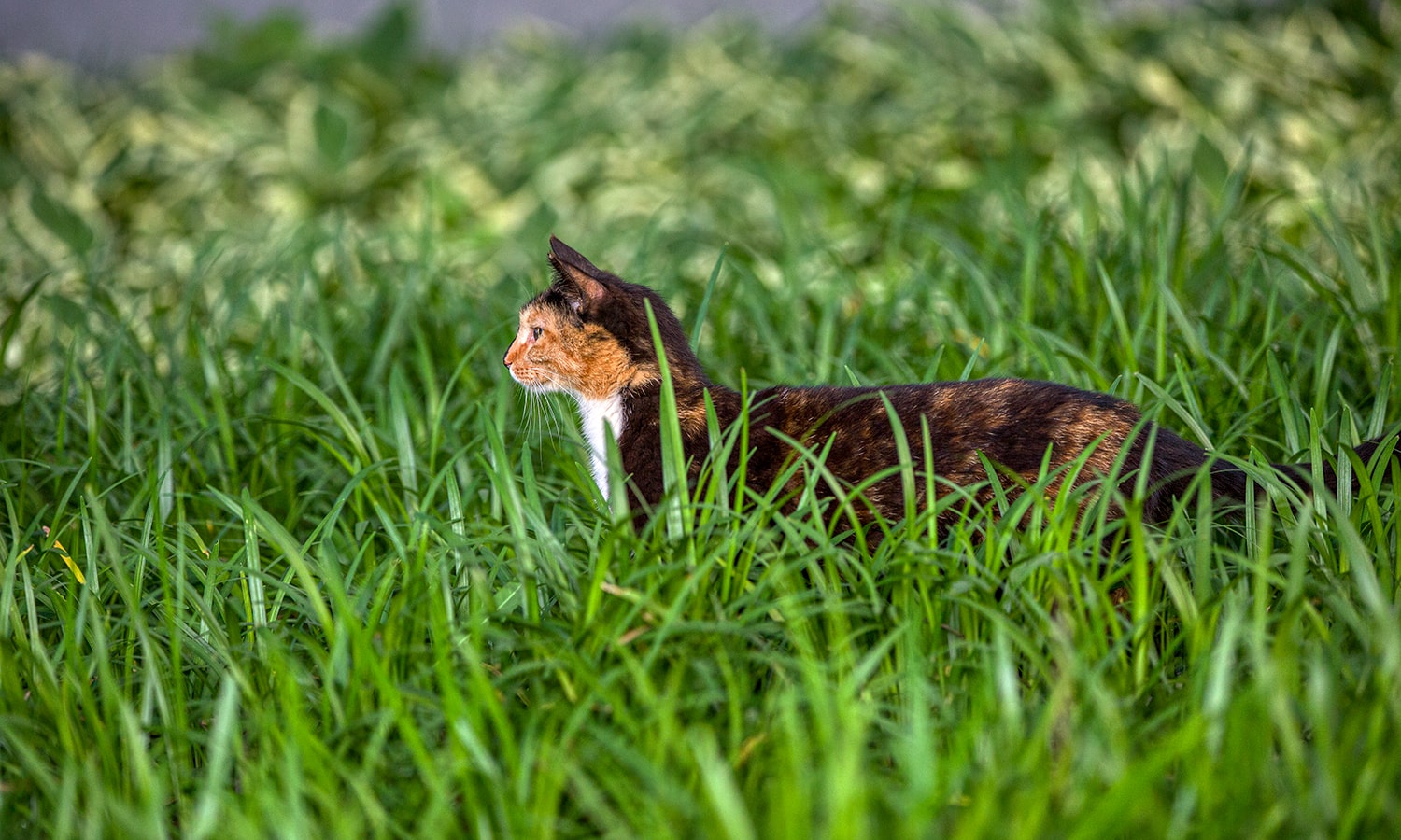 올림픽공원 장미축제 -20