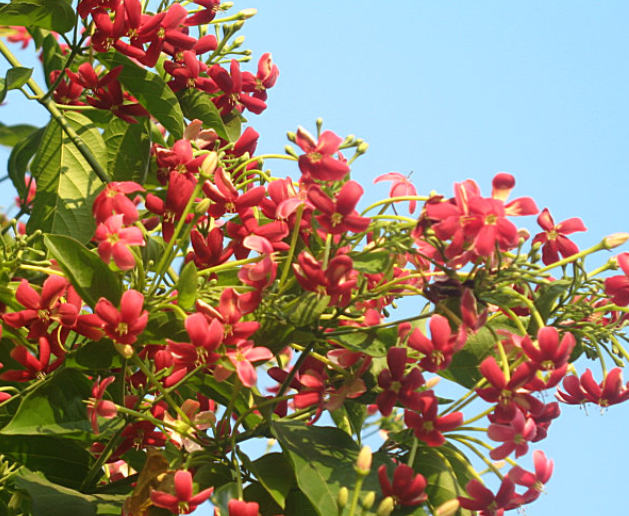 사군자열매-사진4