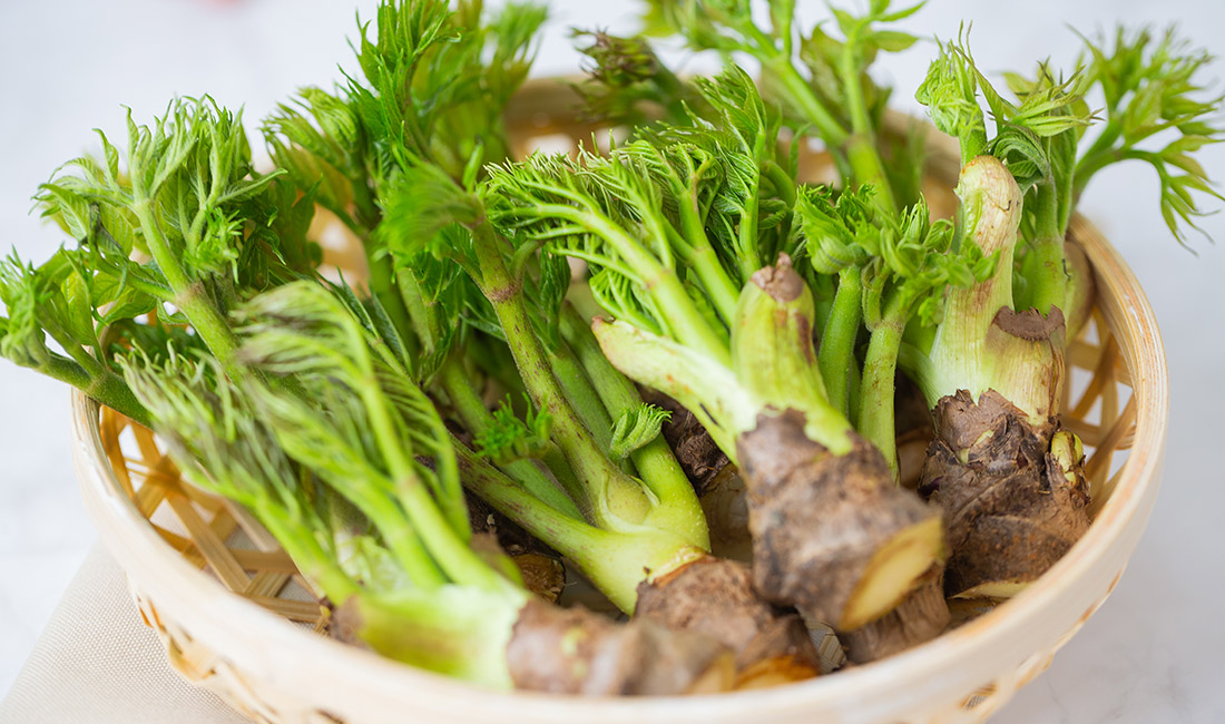 두릅 관련 사진