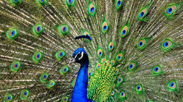 홍천 알파카월드