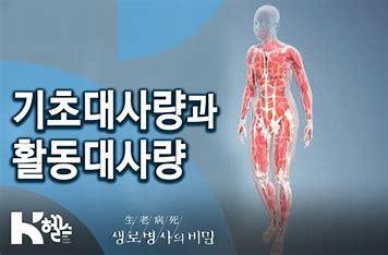 기초 대사량