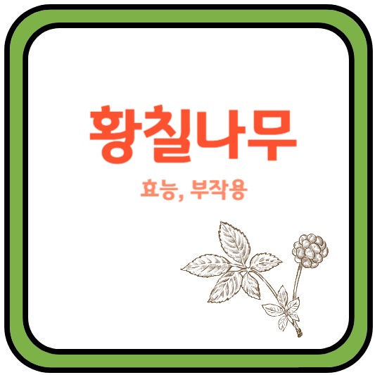 황칠나무