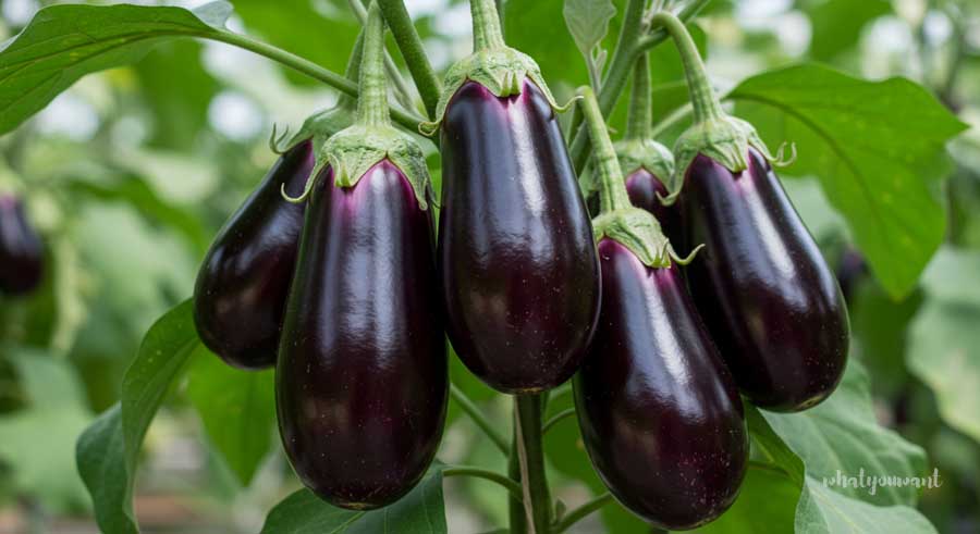 안토시아닌까지 풍부한 여름 채소, 가지