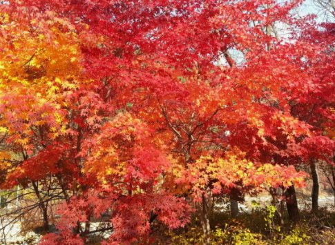 가을에 꼭 가야하는 단풍이 유명한곳 BEST 5곳