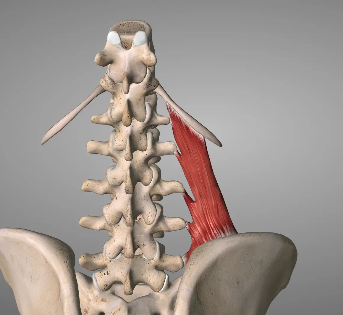 요방형근(quadratus lumborum)의 숨겨진 비밀: 해부학적 구조와 기능의 새로운 발견