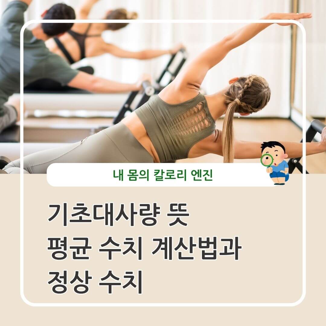 기초대사량 뜻 평균 수치