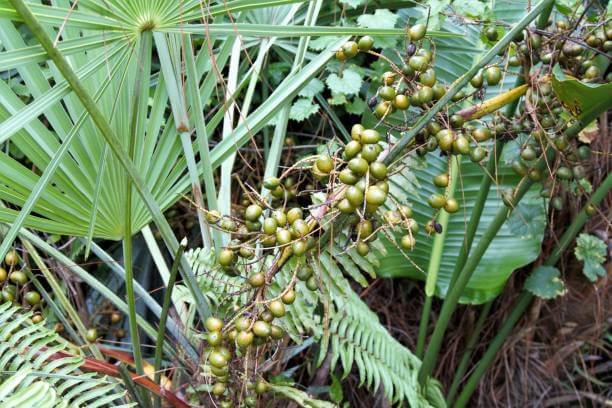 쏘팔메토 효능은 탈모와 전립선이 대표적입니다. 인도인들이 영양보충제로 받아들일 정도로 영양가가 높습니다.