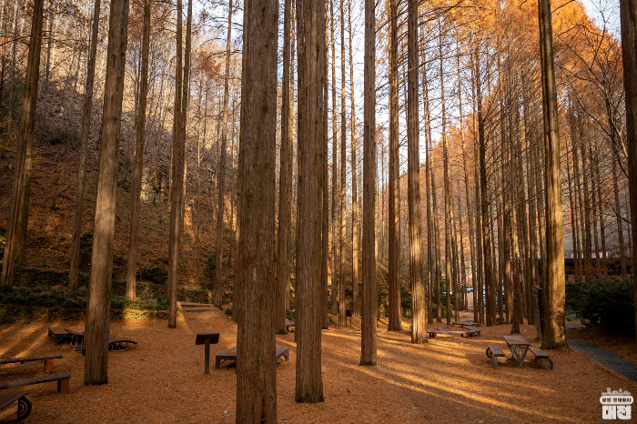 장태산 자연휴양림 야영장