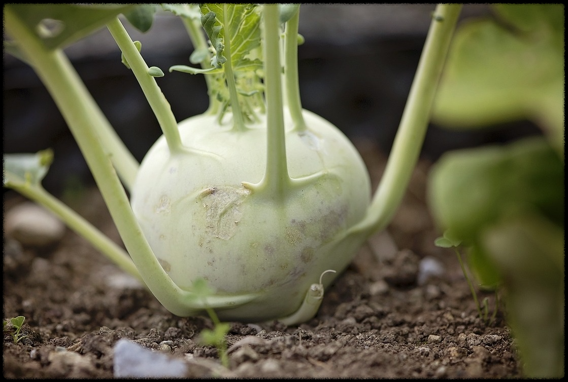 콜라비관련이미지5