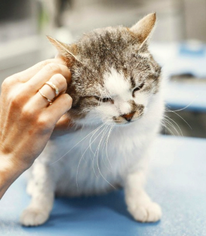 고양이 귀청소 방법 총정리｜정상적인 귀 상태와 이상 신호 구별하는 법