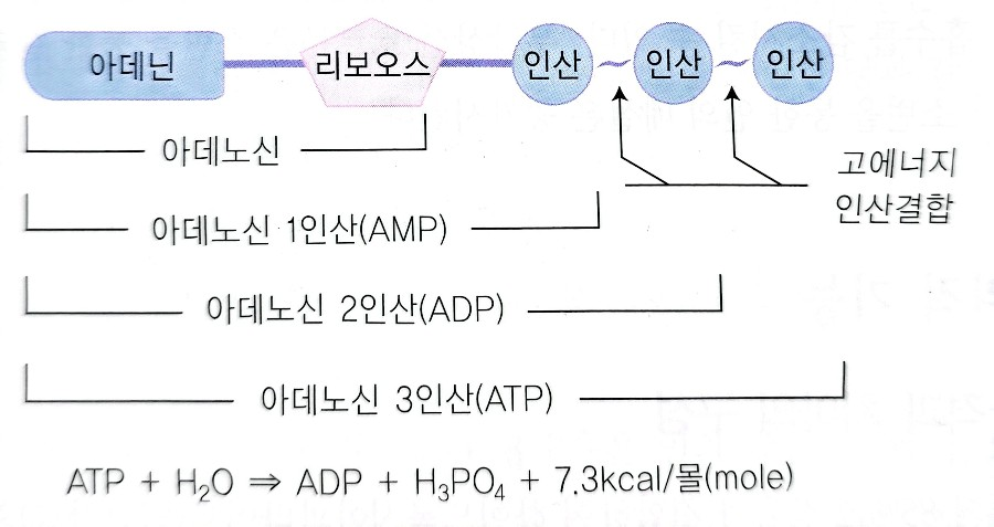 ATP의 고에너지 인산결합