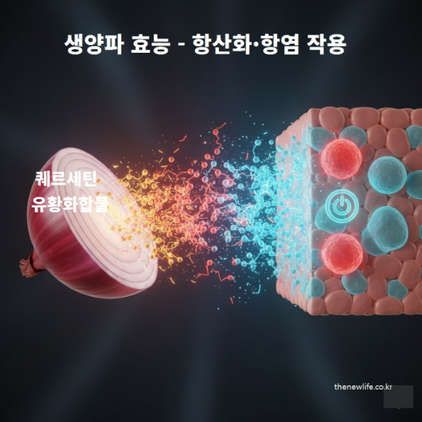 생양파 효능 항산화 항염 작용을 보여주는 이미지로, 적양파에서 퀘르세틴과 유황화합물이 세포를 보호하는 모습