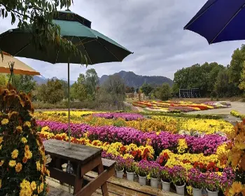 연천 국화축제_7