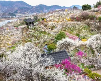 광양 매화축제_5