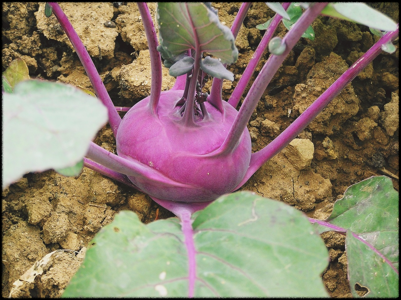 콜라비관련이미지1