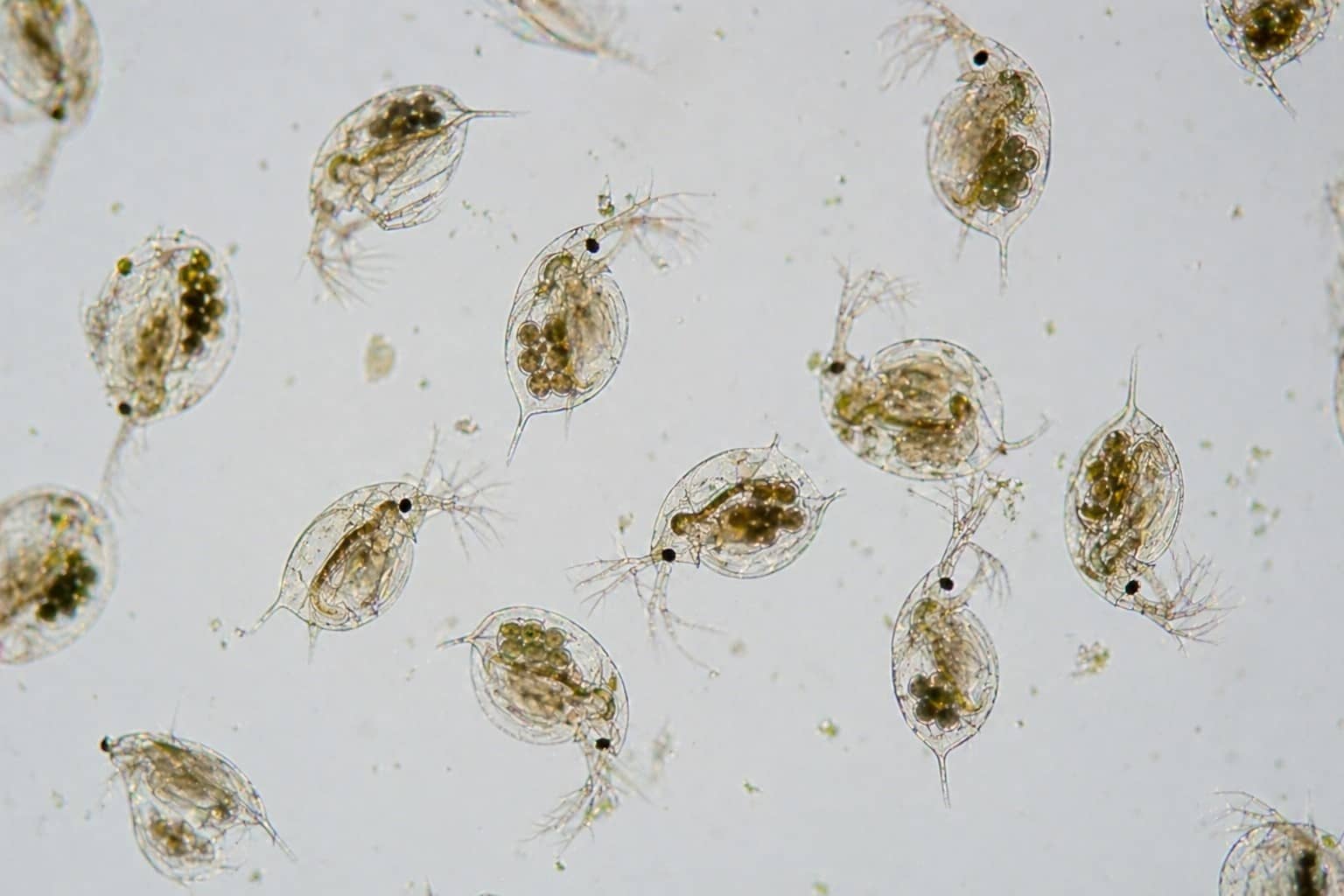 나노피시 생먹이 가이드: 브라인슈림프, 물벼룩, 마이크로웜 집에서 배양하는 법, 비용 줄이는 팁과 병 방지법