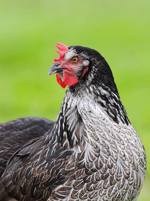 닭이 사람 얼굴을 기억한다고? 닭의 지능, 직접 키워보니