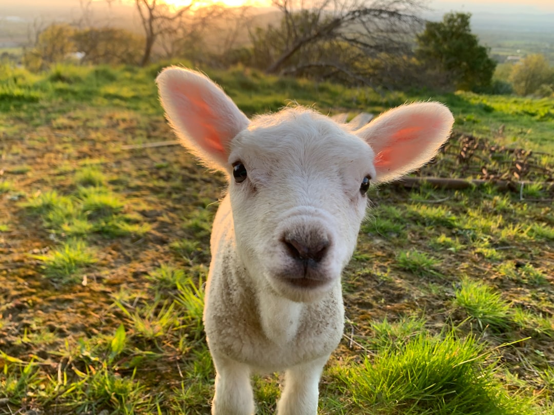 Pig