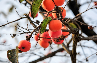 10월 2일 임시공휴일