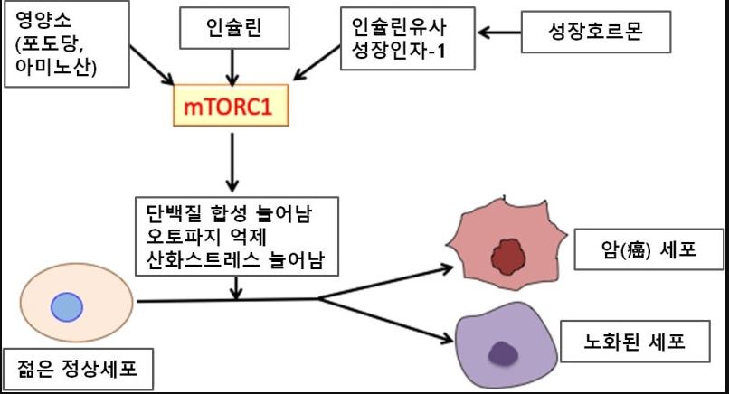 효모 스페르미딘 효능