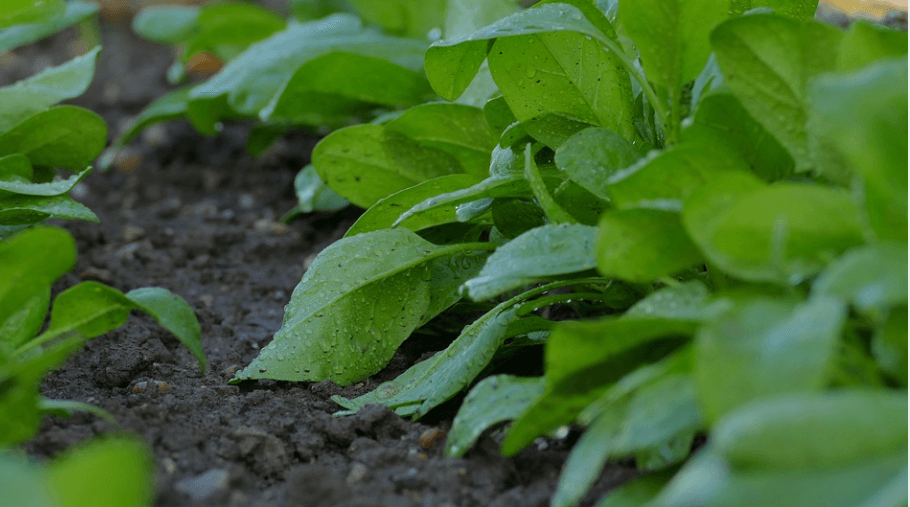 칼륨이 많은 음식 시금치가 밭에서 자라고 있다