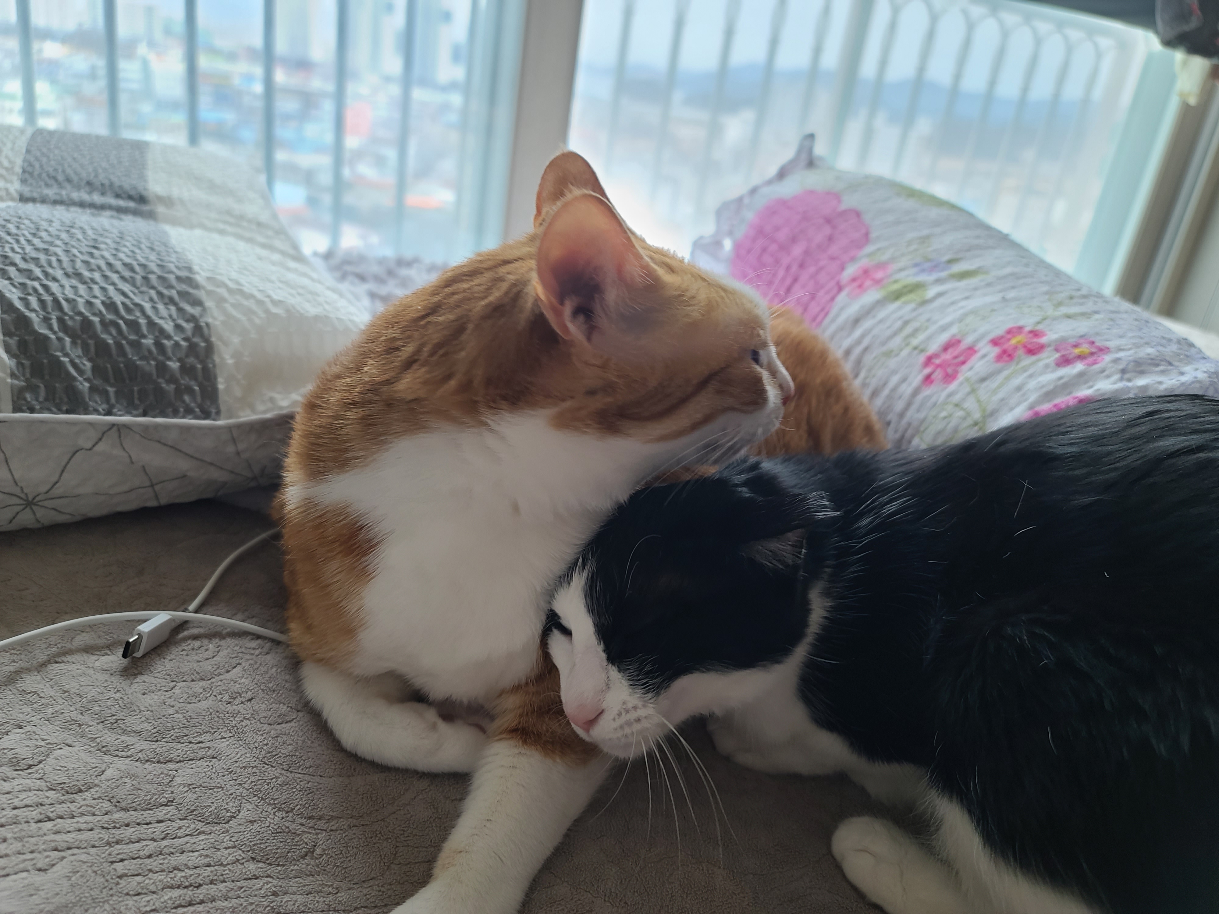 곤히 자고 있는 두리를 깨웠다.