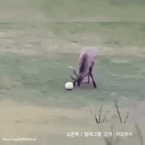 움짤