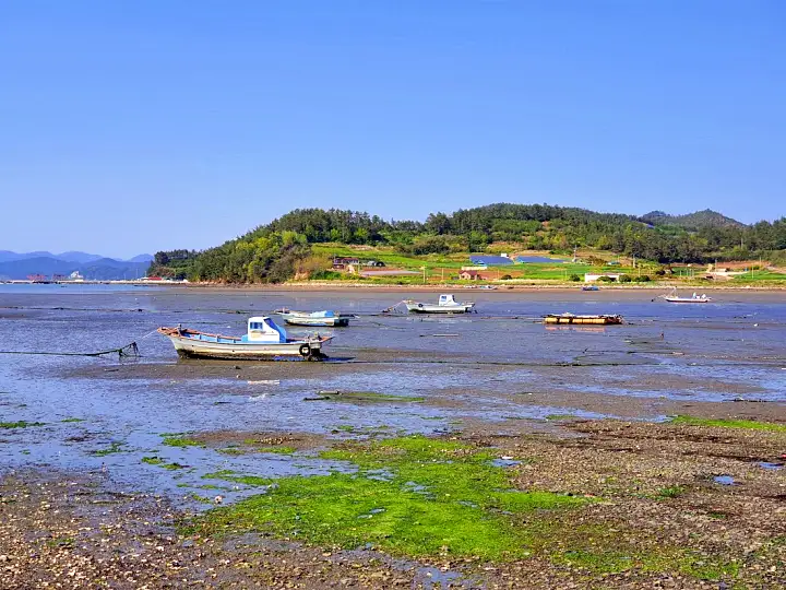 전남 완도 신지도 선상 낚시 체험 슉벅 팬션 민박 비파잎차 비파와인 맛집 가볼만한 곳 추천