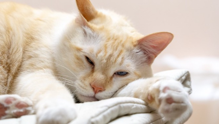 이불 위에 누워 있는 고양이.