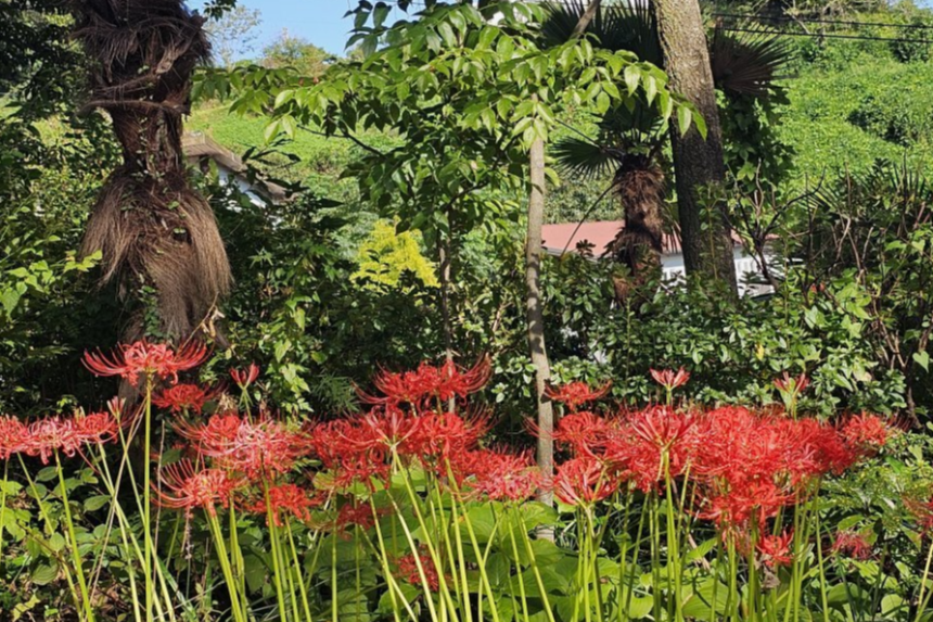 특색 있고 아름다운 민간 정원 30선 추천 여행 - 18. 순천 화가의 정원산책