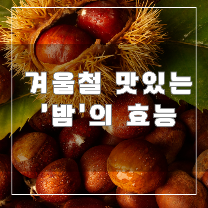 밤의 효능
