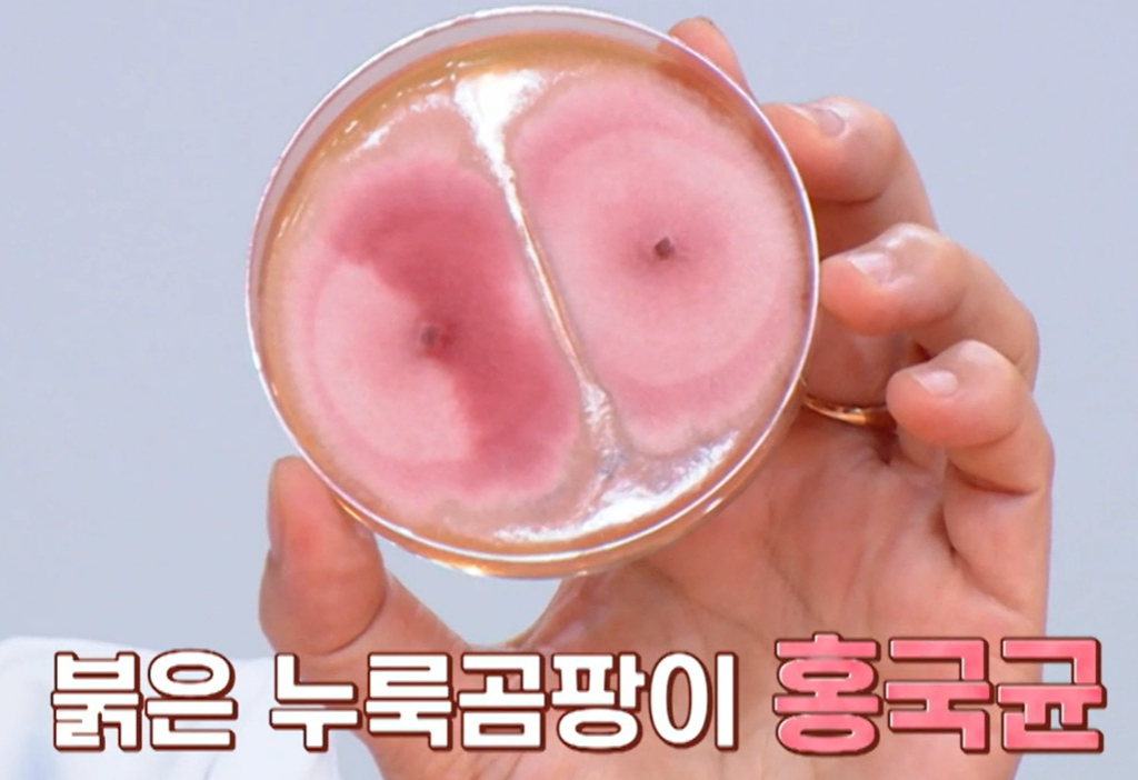 홍국 발효 구기자 분말이란?