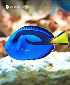 일산-아쿠아플라넷-할인-입장료-가격-운영시간