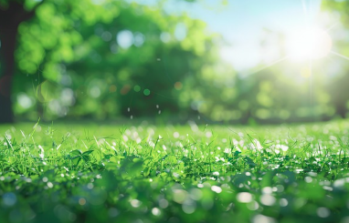 봄 인사말 모음 (회사,부모님,친구) 카톡 문자 총정리