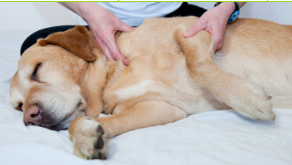 개 마사지로 통증과 결림을 해소